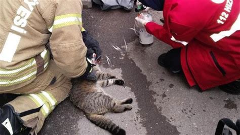 Maltepede evde çıkan yangında dumandan etkilenen kedi kalp masajıyla kurtarıldı